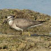 Grey-tailed Tattler