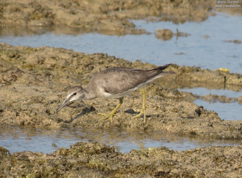 Grey-tailed Tattleradult post breeding, identification, feeding habits, Behaviour