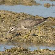 Grey-tailed Tattler