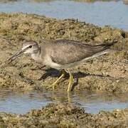 Grey-tailed Tattler