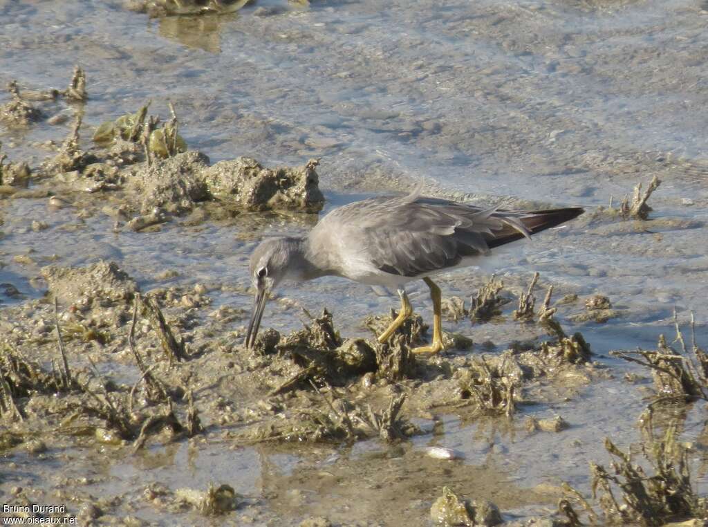 Grey-tailed Tattleradult post breeding, fishing/hunting, Behaviour