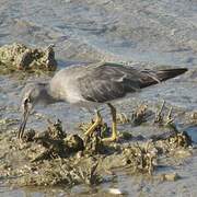 Grey-tailed Tattler