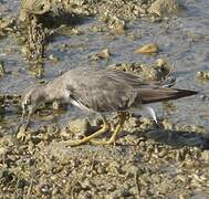 Grey-tailed Tattler