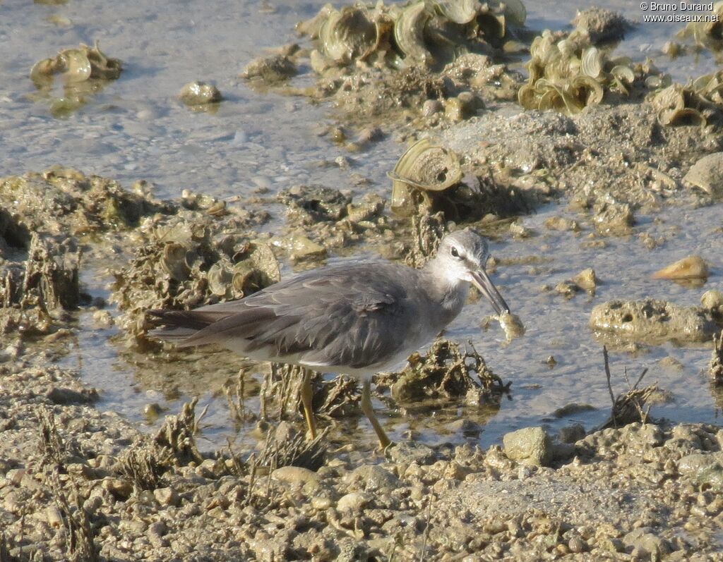 Grey-tailed Tattleradult, identification, feeding habits, Behaviour