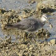 Grey-tailed Tattler