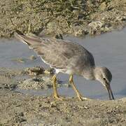 Grey-tailed Tattler