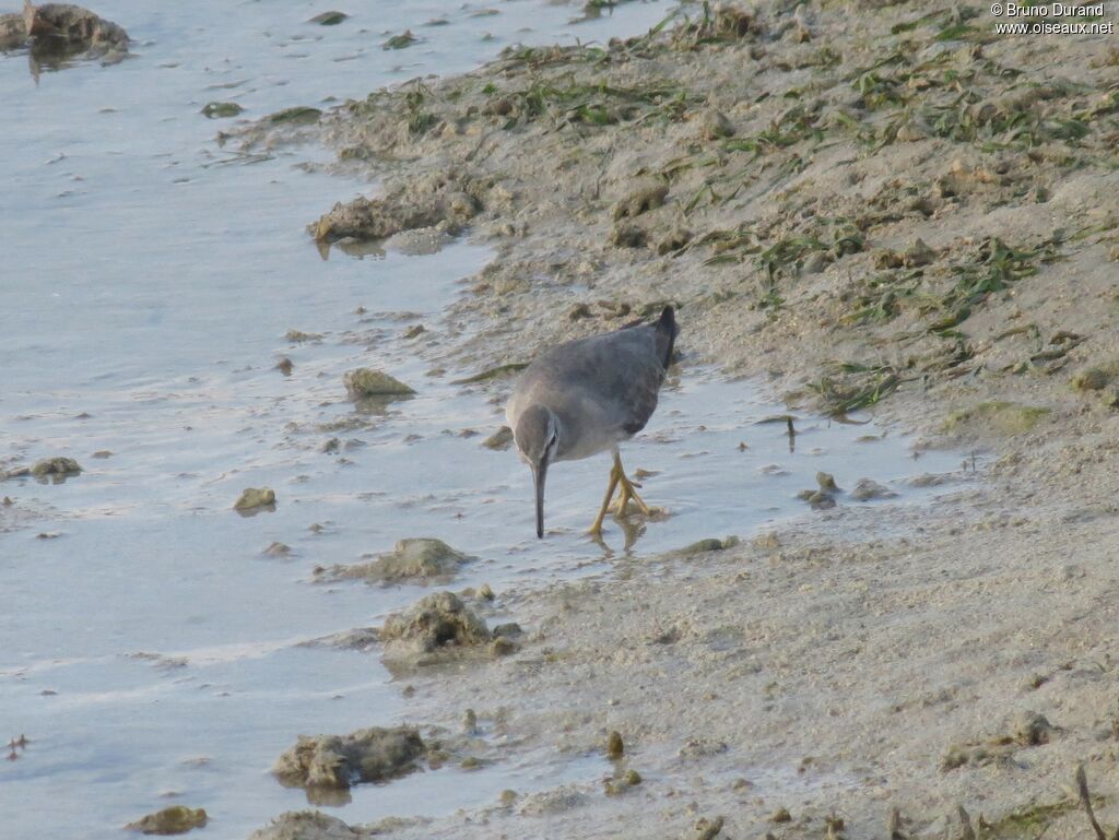 Grey-tailed Tattleradult, Behaviour