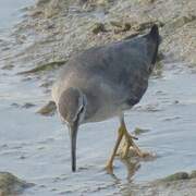 Grey-tailed Tattler