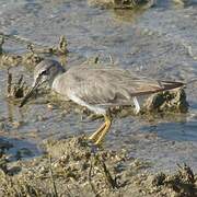 Grey-tailed Tattler