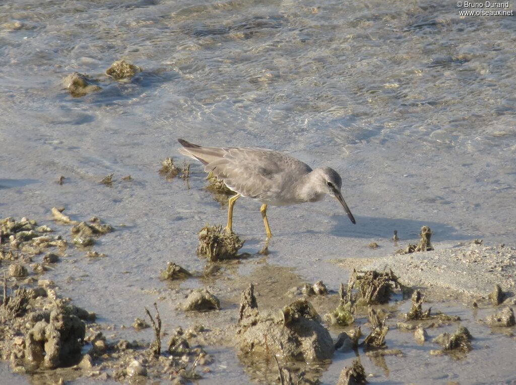 Grey-tailed Tattler, identification, Behaviour