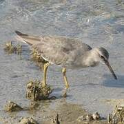 Grey-tailed Tattler