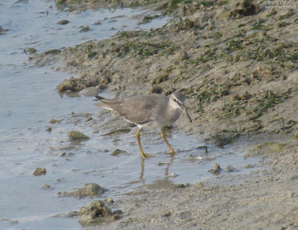 Grey-tailed Tattleradult, identification, Behaviour