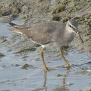 Grey-tailed Tattler