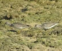 Grey-tailed Tattler