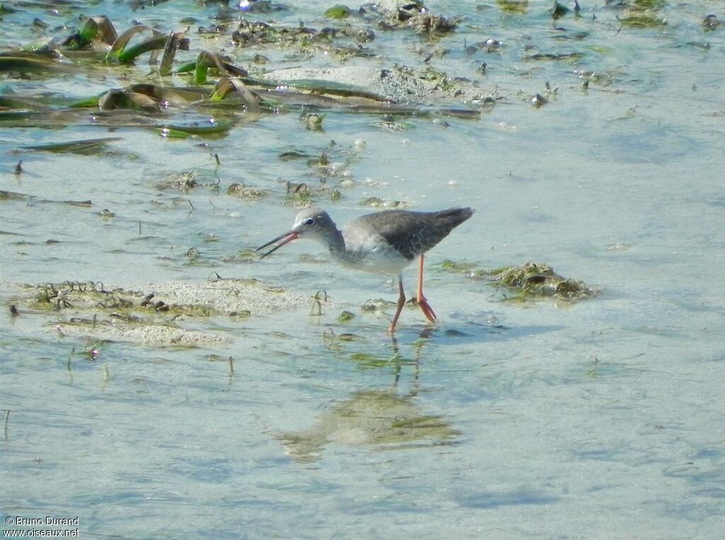 Common Redshank, identification