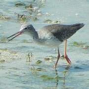 Common Redshank