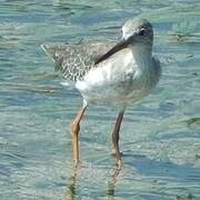 Common Redshank