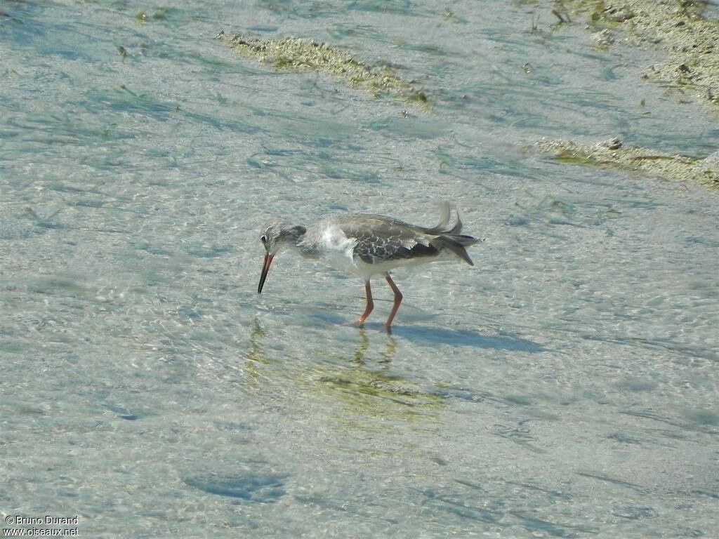 Common Redshank, identification