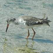 Common Redshank