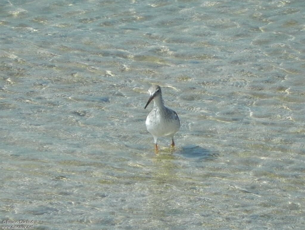 Chevalier gambetteadulte internuptial, identification