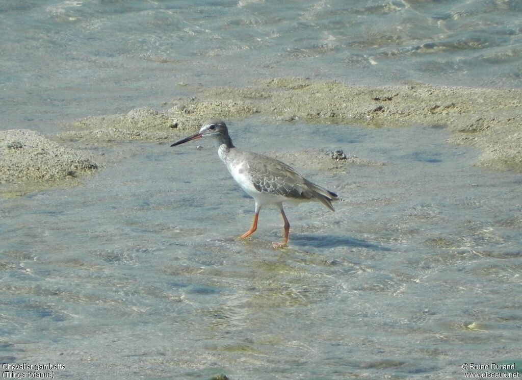 Common Redshank, identification