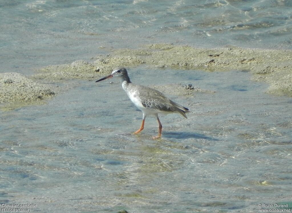 Common Redshank, identification