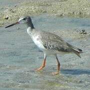 Common Redshank