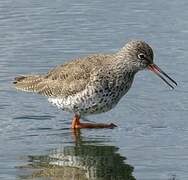 Common Redshank