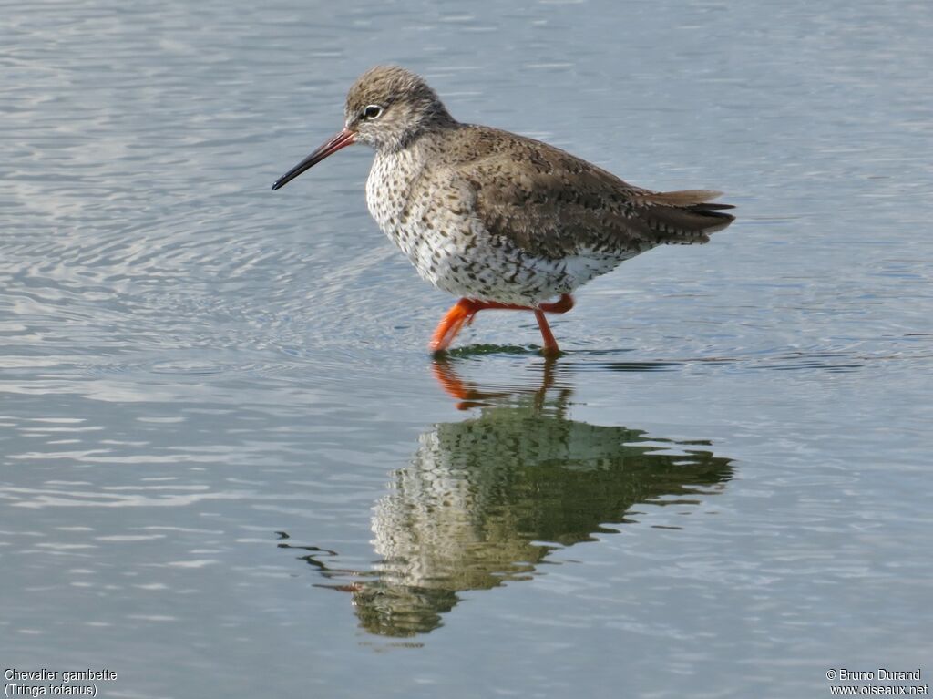 Common Redshankadult, identification, Behaviour