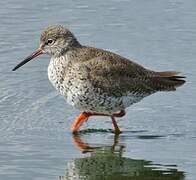 Common Redshank