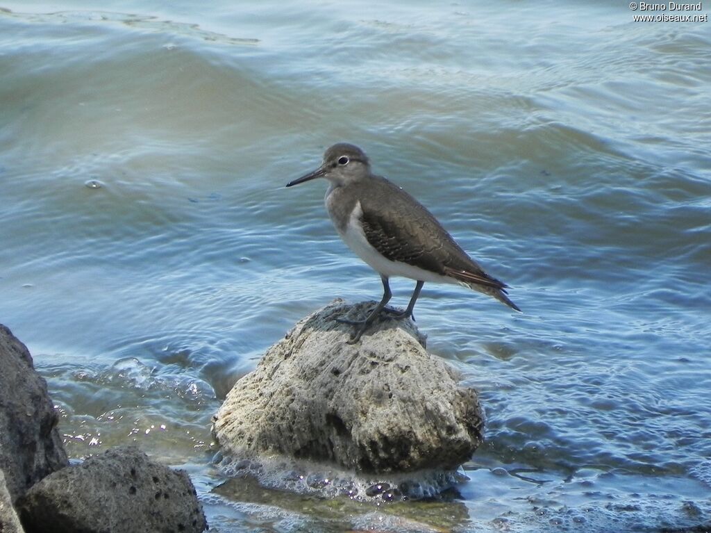 Chevalier guignetteadulte, identification, Comportement