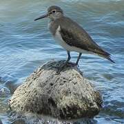 Common Sandpiper