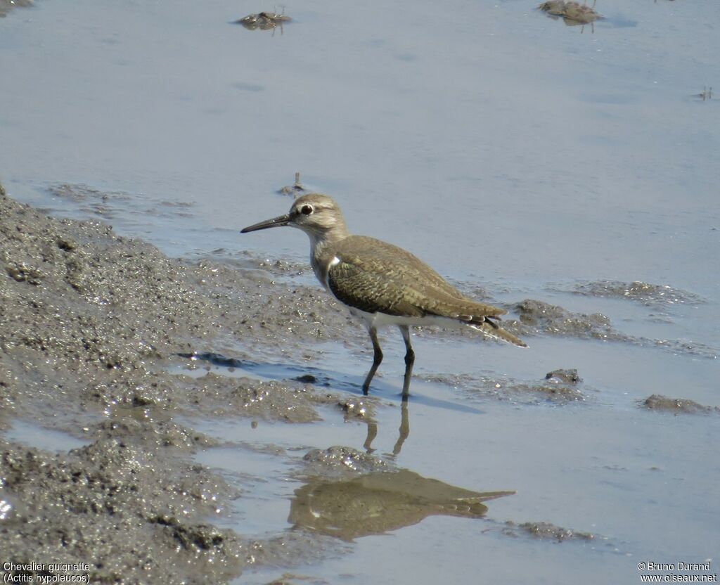 Common Sandpiperadult, identification