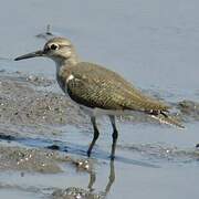 Common Sandpiper