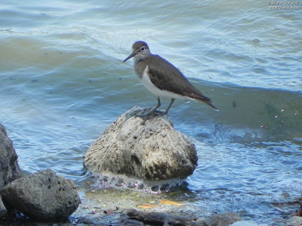 Common Sandpiperadult, identification, Behaviour