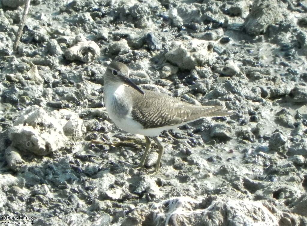 Chevalier guignetteadulte, identification