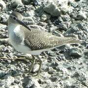 Common Sandpiper