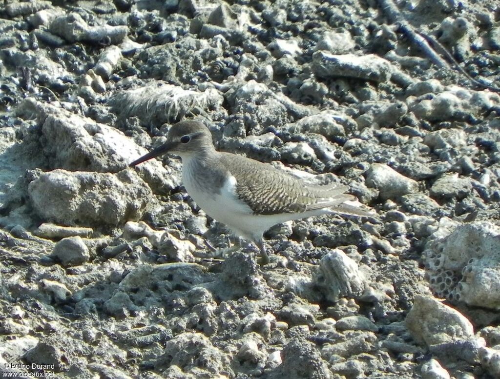 Chevalier guignetteadulte, identification