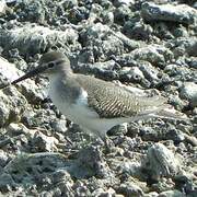 Common Sandpiper