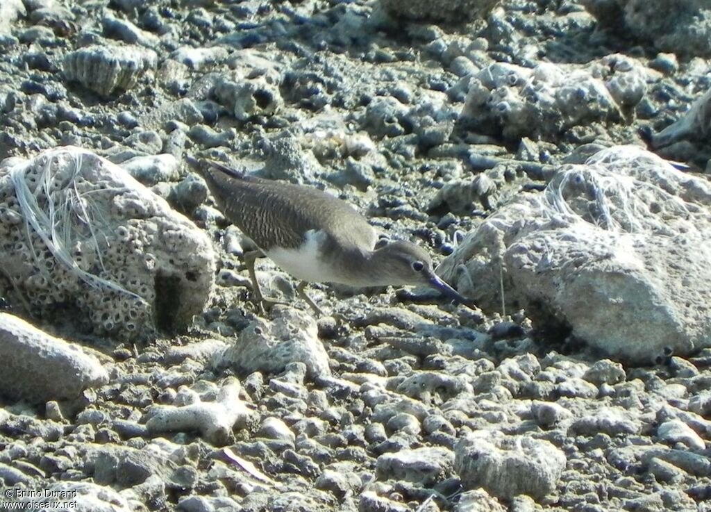 Common Sandpiperadult, identification