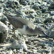 Common Sandpiper