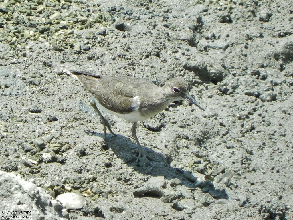 Chevalier guignetteadulte, identification