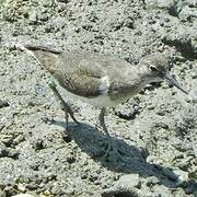 Common Sandpiper