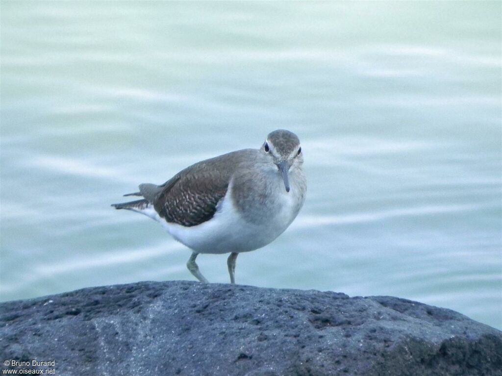 Common Sandpiperadult, identification