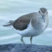 Common Sandpiper