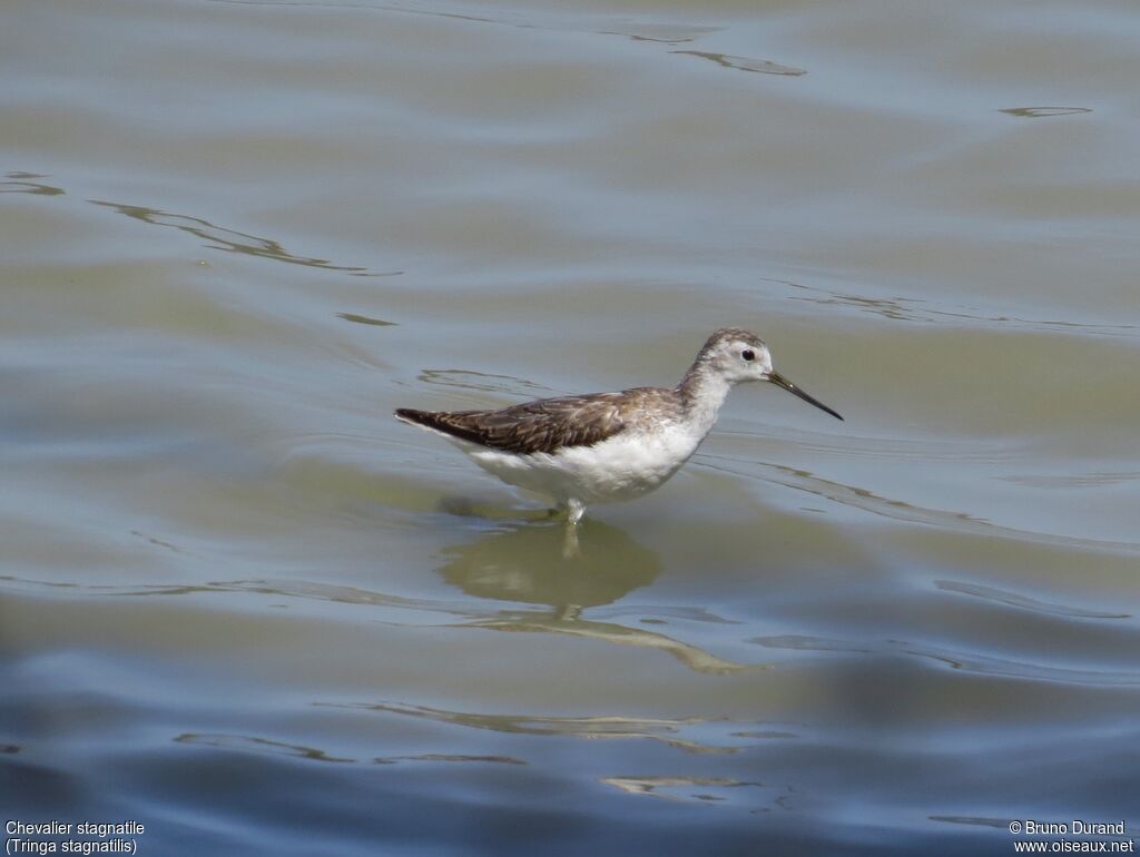 Marsh Sandpiperadult