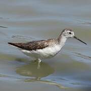 Marsh Sandpiper