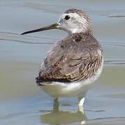 Marsh Sandpiper