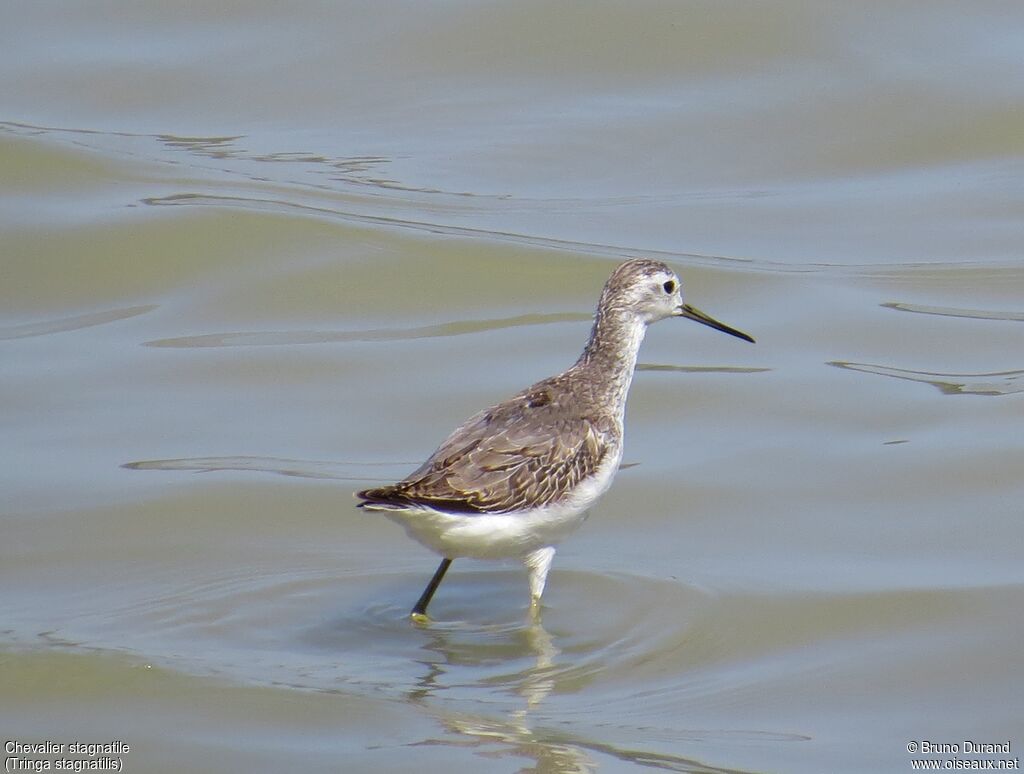 Marsh Sandpiper