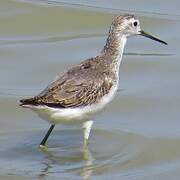 Marsh Sandpiper